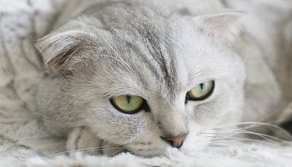 开云-博加社媒谈尤文逼平罗马：尤文永不放弃，很自豪打入尤文生涯首球